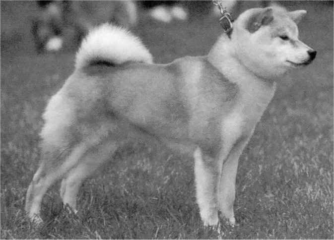 San jo best sale shibas