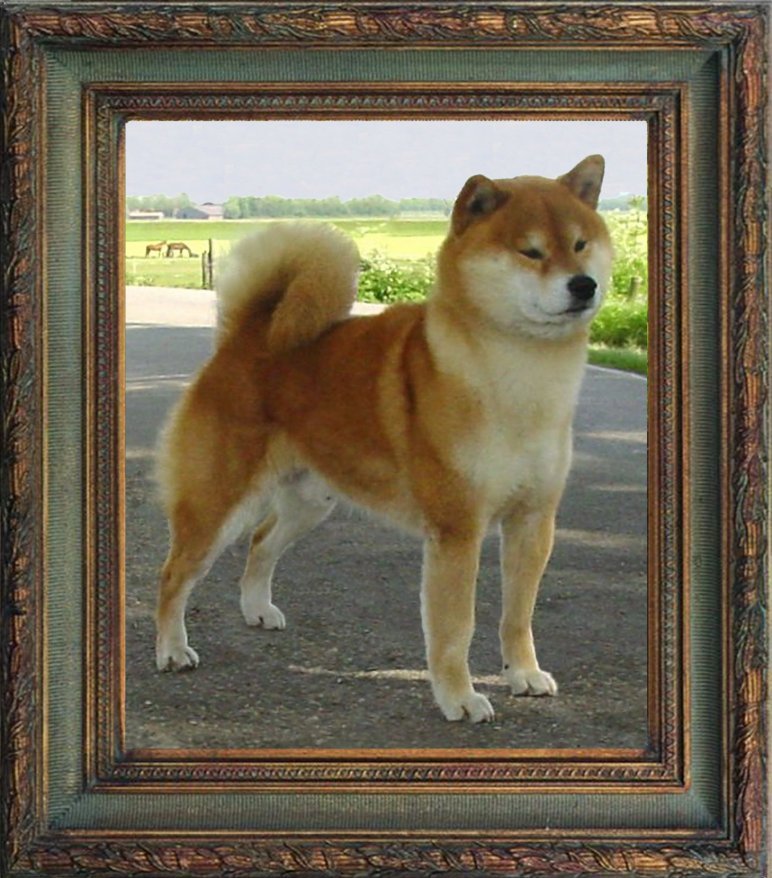 Jaklho Shiba Inu