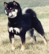 Jaklho Shiba Inu: kleur black and tan