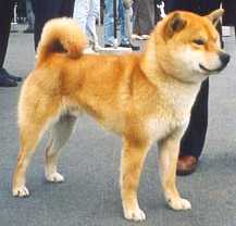 Jaklho Shiba Inu: kleur rood