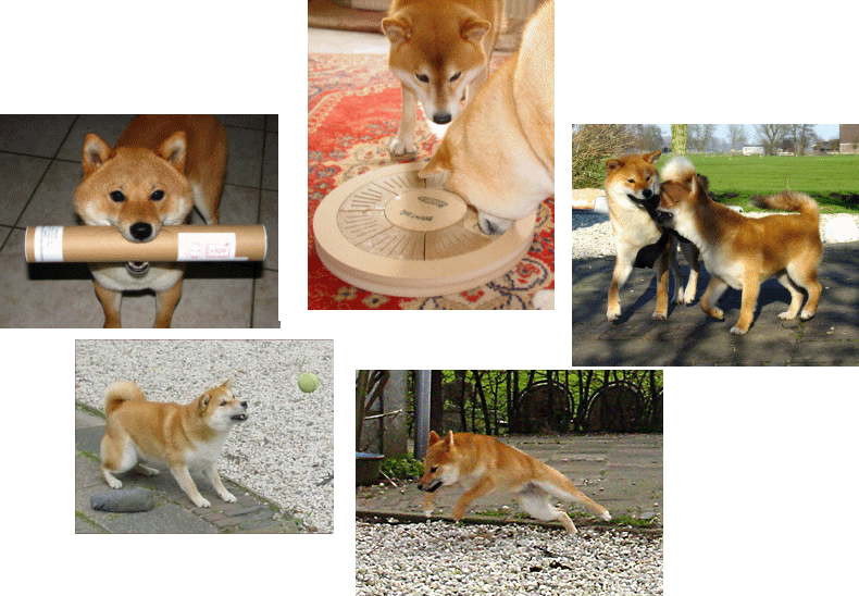 Jaklho Shiba Inu: spelen