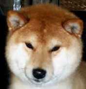 Jaklho Shiba Inu