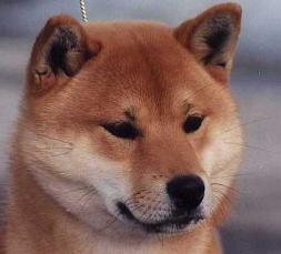 Jaklho Shiba Inu