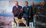 Jaklho Shiba Inu - Nippo Show Holland