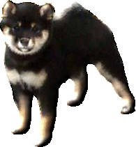 Jaklho Shiba Inu Puppy