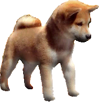 Jaklho Shiba Inu Puppy