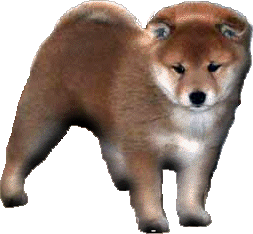 Jaklho Shiba Inu Puppy