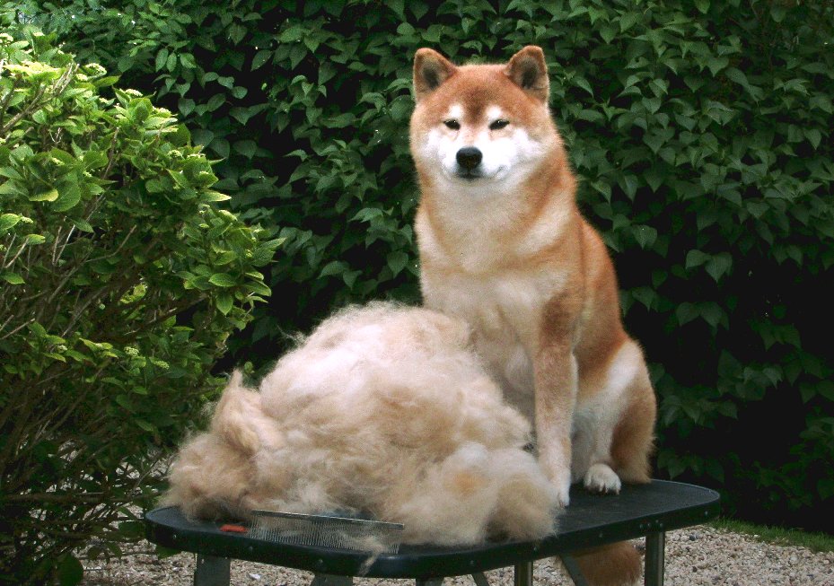 Jaklho Shiba Inu: verharen