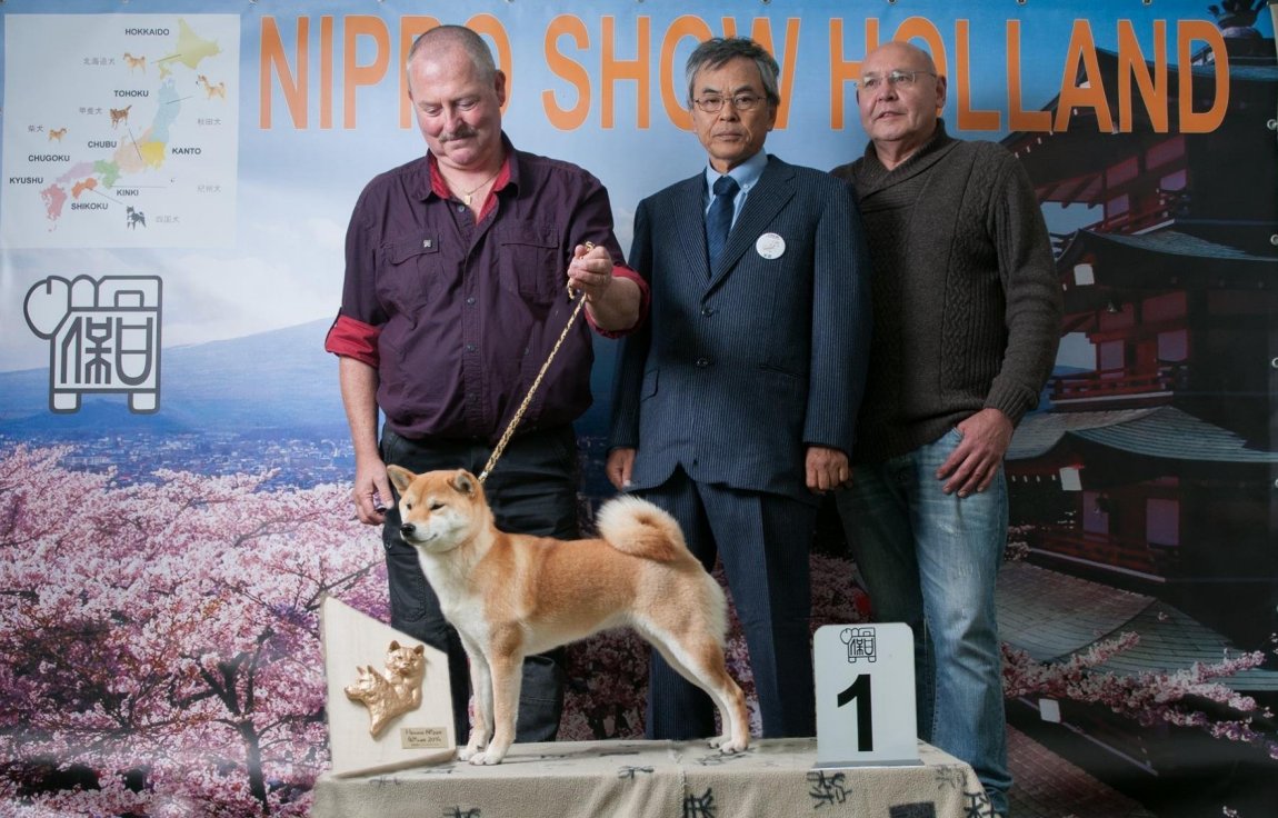 Nippo - Nihon Ken Hozonkai - Jaklho Shiba Inu - Nippo Show Holland